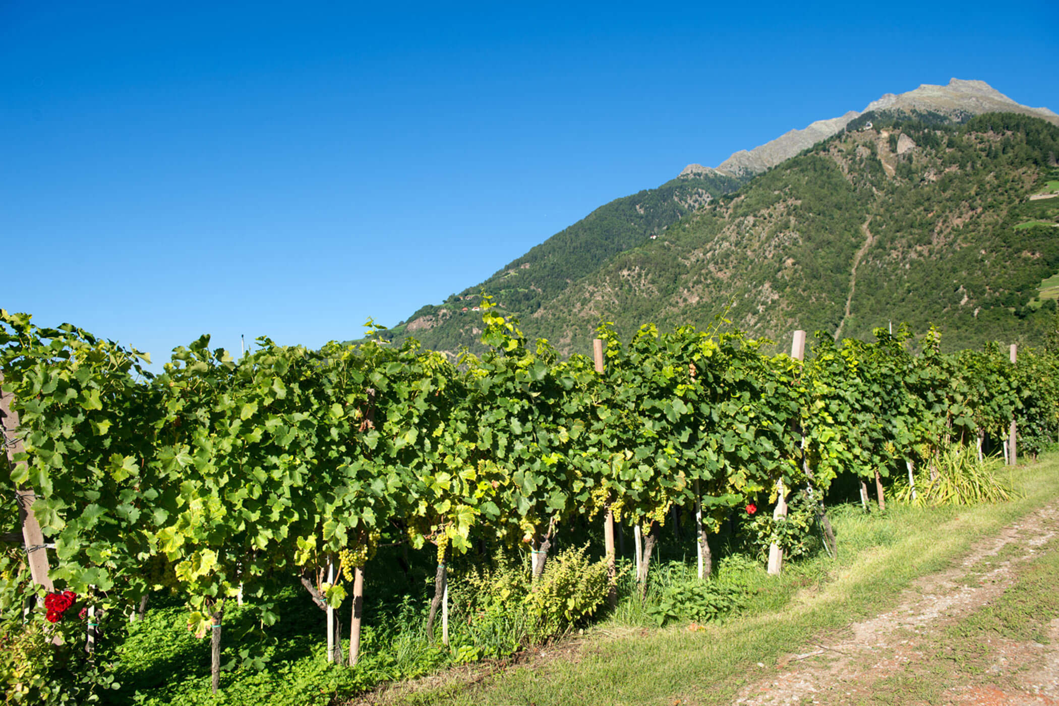 Weinreben am Waalweg