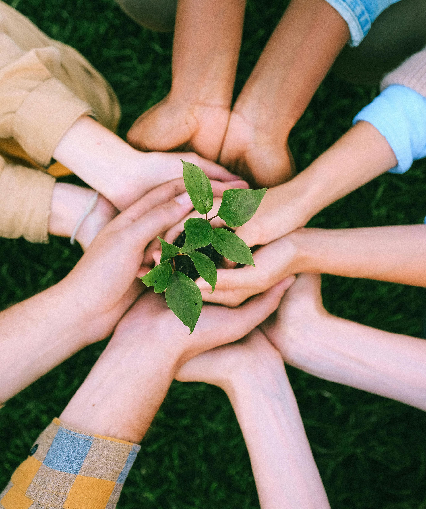 Pflanze gehalten von mehreren Händen
